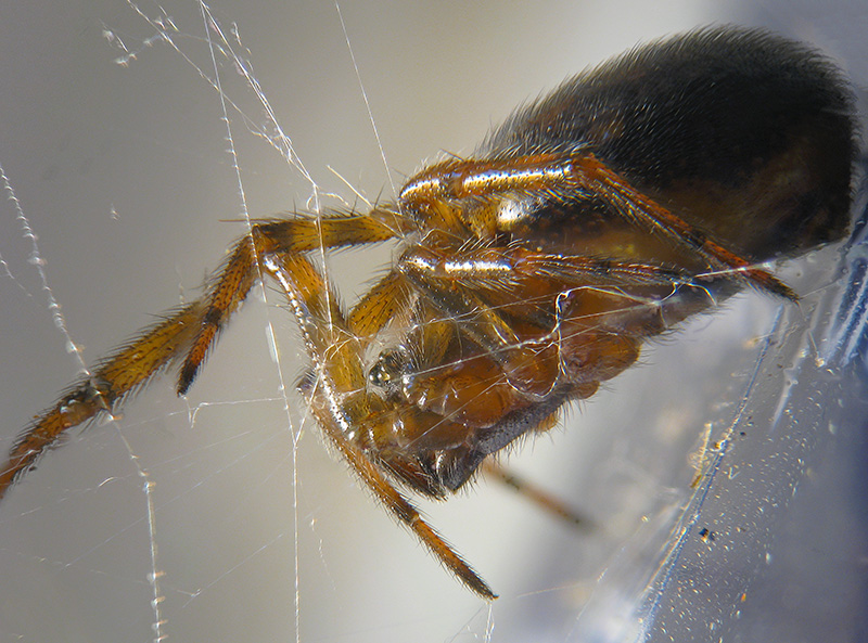 Steatoda bipunctata - Sumirago (VA)